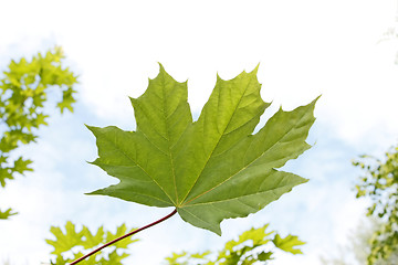 Image showing Maple leaf close-up against sky