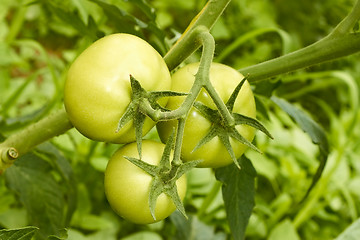 Image showing Green tomatoes in greenhouse