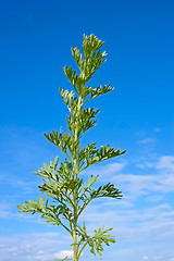 Image showing Sagebrush plant against blue sky