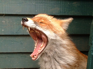 Image showing Yawning Fox