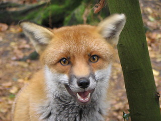 Image showing Portrait of a fox