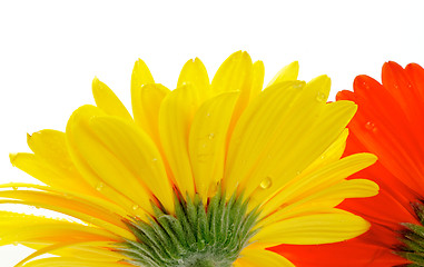 Image showing Yellow and red gerbera with water droplets view from under