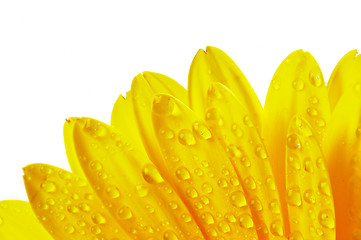 Image showing Yellow flower petals with water droplets