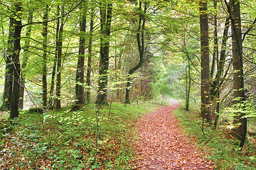 Image showing autumn forest