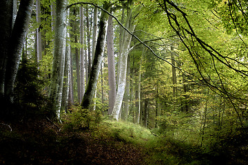 Image showing dark forest