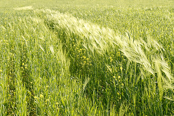 Image showing Cereals and other plants in the field