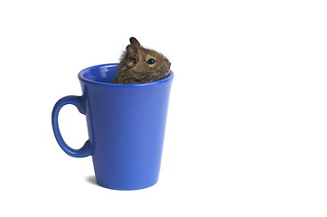 Image showing Degu in a Mug