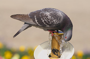 Image showing Dove Drinking