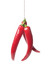 Image showing Red chili pepper