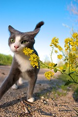 Image showing Cat & Flower