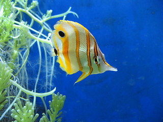 Image showing Yellow Tropical Fish