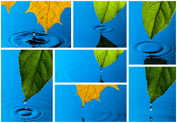 Image showing Collage from Yellow and Green Leaf and Water Drops