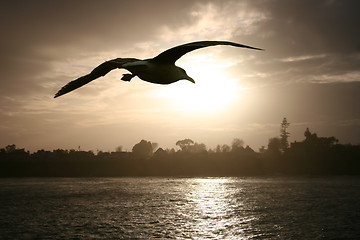 Image showing Sea gull at sunset