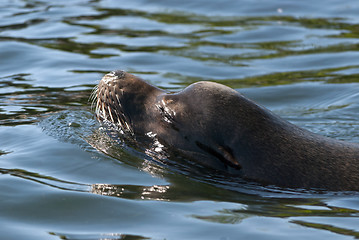 Image showing Sea Lion