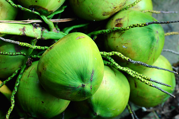 Image showing Fresh coconut fruits