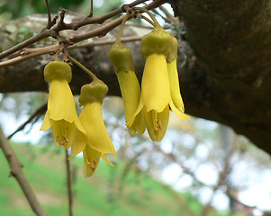 Image showing Kowhai Flowers