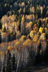 Image showing Golden forest in autumn