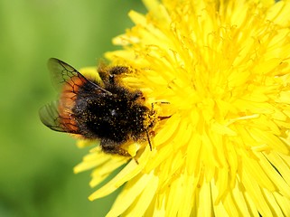 Image showing Bumblebee on a dandelion