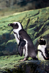 Image showing Penguin