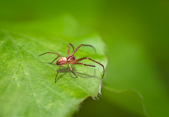 Image showing Small spider hunts