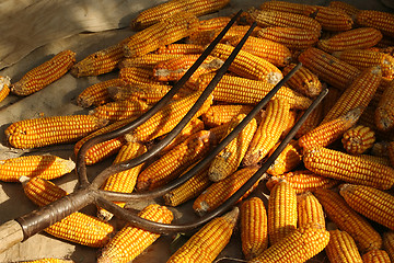 Image showing Harvested corn with a pitch fork on top