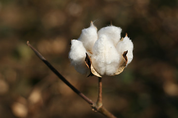 Image showing Cotton bud