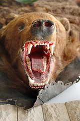 Image showing brown bear trophy