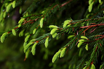 Image showing spruce buds