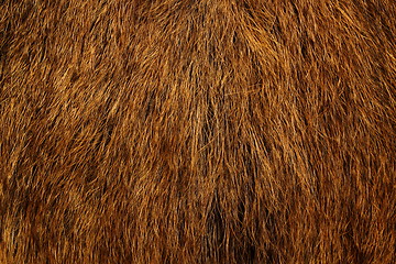 Image showing wild boar fur