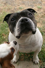 Image showing Small dog peering up at larger dog