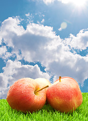 Image showing Red Apples on Grass	