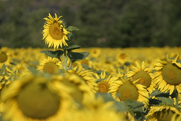 Image showing Tall sunflower standing above the crop