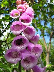 Image showing Lilac bluebell