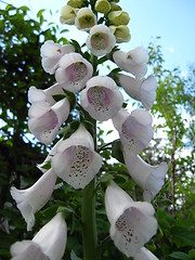 Image showing White bluebell