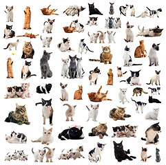 Image showing cats in studio