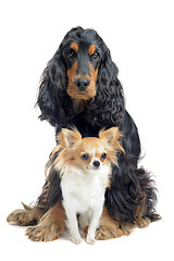 Image showing cocker spaniel and chihuahua