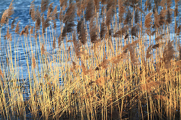 Image showing Reed in Frozen Lake