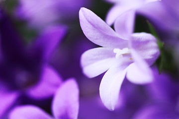 Image showing Campanula Bellflowers