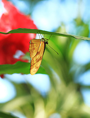 Image showing Yellow butterfly 