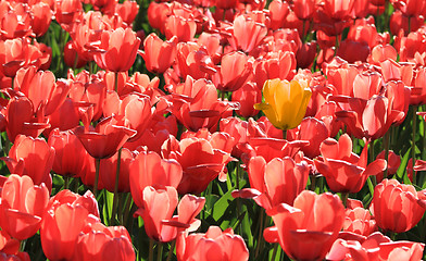 Image showing tulip