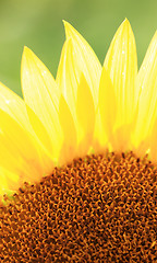Image showing Beautiful yellow Sunflower
