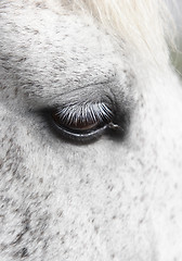 Image showing horse eye detail