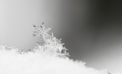 Image showing Snowflake in white snow