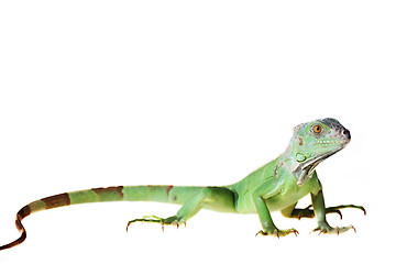 Image showing Green iguana 