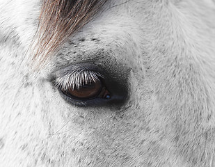 Image showing horse eye detail