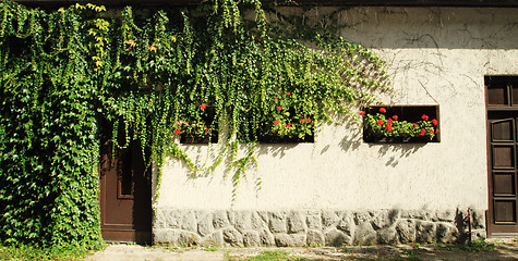 Image showing window and flower background