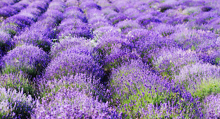 Image showing color lavender field