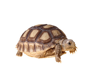 Image showing African Spurred Tortoise (Sulcata)