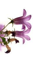 Image showing Campanula Bellflowers