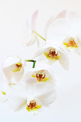 Image showing phalaenopsis flower